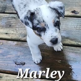 Girl 2 - White female Companion Cross puppy in Utica, New York from Australian Cattle Dog Mix