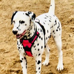 Xena - Dalmatian