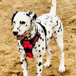 Xena - Dalmatian