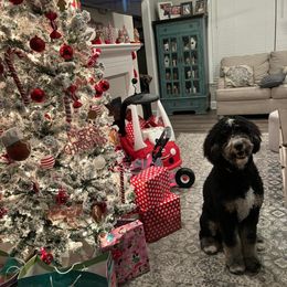 Daisy mae - Tri-color Bernedoodle puppy in Knoxville, Tennessee from Bright Side Doodles