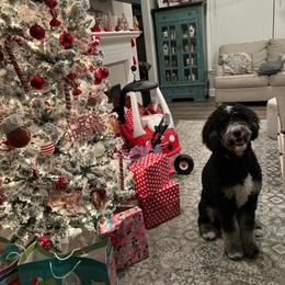 Daisy mae - Tri-color Bernedoodle puppy in Knoxville, Tennessee from Bright Side Doodles