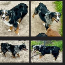 Murphie - Blue merle female Aussiedoodle puppy in Eastland, Texas from H5 Mini Doodles
