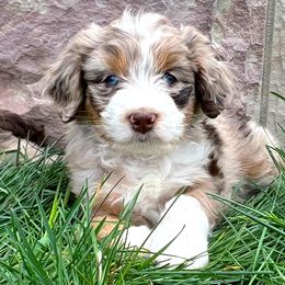 Petey - Red merle Aussiedoodle puppy in Minersville, Utah from Utah Faith Doodles