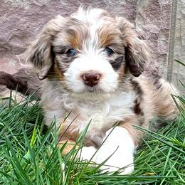 Petey - Red merle Aussiedoodle puppy in Minersville, Utah from Utah Faith Doodles