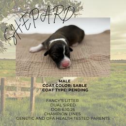 Shepard - Sable male Pembroke Welsh Corgi puppy in Elberta, Utah from 3F Farms- Pembroke Welsh Corgis and Irish Wolfhounds