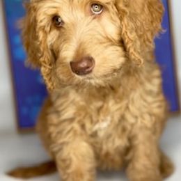 Bernedoodle and Goldendoodle Puppies from Camp Doodle Woods