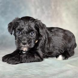 Domino - Black male Miniature Schnauzer puppy in Ely, Nevada from Great Basin Miniature Schnauzers