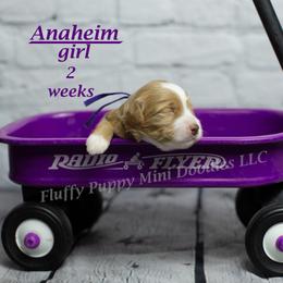 Anaheim (purple collar) girl - Apricot female Goldendoodle puppy in Corona, California from Fluffy Puppy Mini Doodles LLC