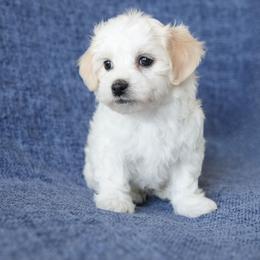 Ruger - White male Coton de Tulear puppy in Forney, Texas from Buttercup Cotons of Texas