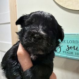 Hunter - Black male Miniature Schnauzer puppy in Silver Creek, Mississippi from Mamie’s Minis, LLC