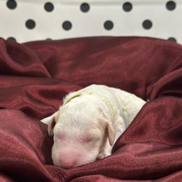 Dottie - Parti female Poodle puppy in Chino Valley, Arizona from Whiskey Row Royals