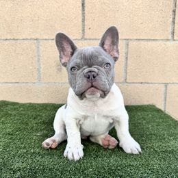 Boy 2 - White male French Bulldog puppy in La Puente, California from Certified Frenchies