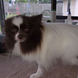 Paisley - Pomeranian