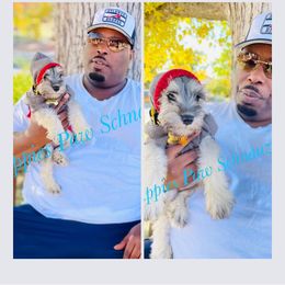 Miniature Schnauzer Puppies from Puppies Paw Schnauzers in Colorado