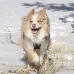 Tucker - Border Collie