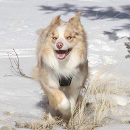 Tucker - Border Collie