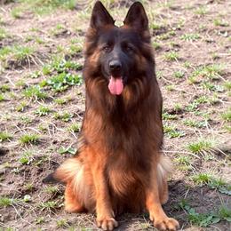 Gina - German Shepherd
