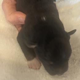 Vince - Black tri male Miniature Australian Shepherd puppy in Godley, Texas from Nana and Paws Aussies