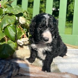 Bernedoodle Puppies from East Coast Bernedoodles