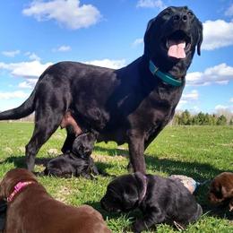 Bailey  - Labrador Retriever