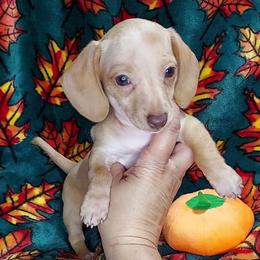 BASIL - Chocolate and tan male Dachshund puppy in Swink, Oklahoma from Palali Farm