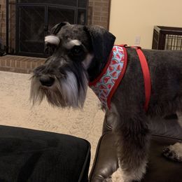 Gracie - Miniature Schnauzer
