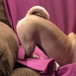 Pugs from Rugs & Pugs