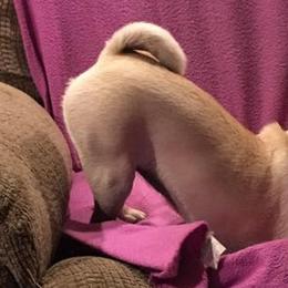 Pugs from Rugs & Pugs