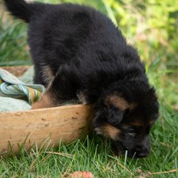 Teak (green collar) - Black and red male German Shepherd puppy in Ballston Spa, New York from Von Fahringer Shepherds