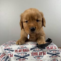 6th pick boy (black collar) - Dark golden male Golden Retriever puppy in Petaluma, California from Contango Goldens