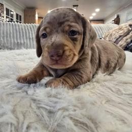 Hershey - Dapple male Dachshund puppy in Price, Utah from Stone Kennels