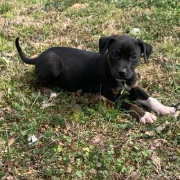 Girl 4 - Black female Catahoula Leopard Dog puppy in Gadsden, Alabama from Rich Cat’s