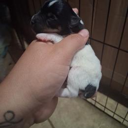 Alfalfa - Parti male Miniature Schnauzer puppy in Bloomington, California from Michael's Minis