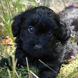 Black - Black male Havapoo puppy in Grants Pass, Oregon from Oregon Valley Doodles