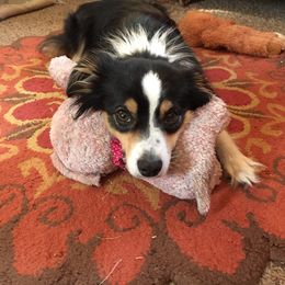 Miniature Australian Shepherd All Grown Up from Tincture of Thyme