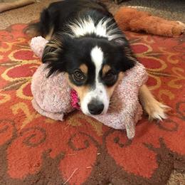 Miniature Australian Shepherd All Grown Up from Tincture of Thyme