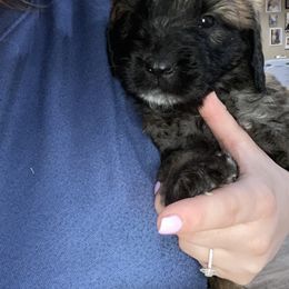 Assorted Doodle Crosses and Goldendoodle Puppies from Huff Family Farm & Doodles
