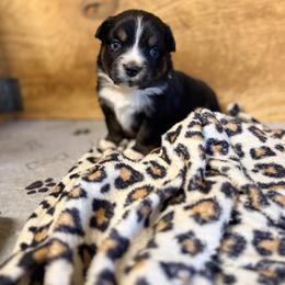 Reef - Black tri-color male Australian Shepherd puppy in Mineral Wells, Texas from A6 Australian Shepards