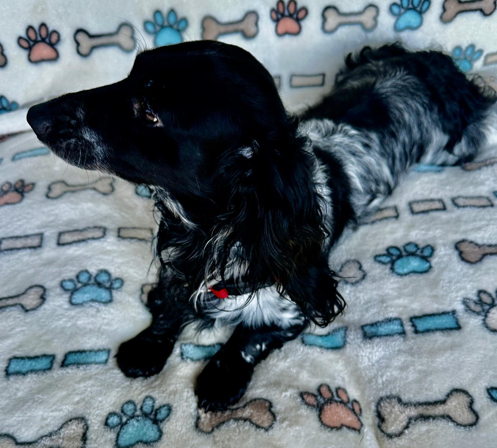BARKLEE - AKC