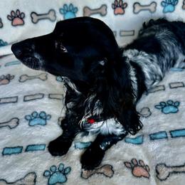 BARKLEE - Dachshund