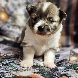 Pomeranian and Yorkshire Terrier Puppies from Pam Ackley