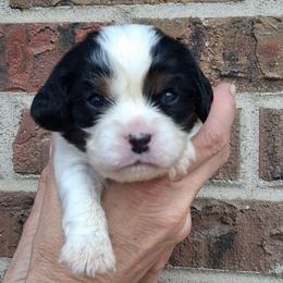 Purple collar, Sunny - Tri-color male Cavalier King Charles Spaniel puppy in Colorado Springs, Colorado from True Love Colorado Cavalier King Charles Spaniels