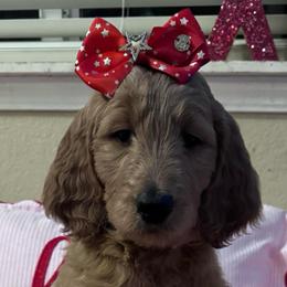 April - orange collar - Red  female Goldendoodle puppy in Puyallup, Washington from Dawnie’s Doodles