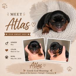 Atlas - Black and tan male Cavalier King Charles Spaniel puppy in Smithfield, Utah from Bella Notte Cavaliers