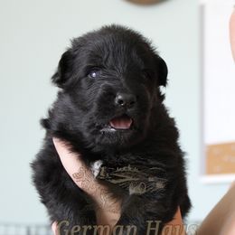 Hunter Green Collar - Black male German Shepherd puppy in Mount Vernon, Missouri from German Haus German Shepherds LLC