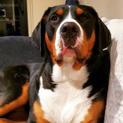 Greater Swiss Mountain Dog and Lowchen All Grown Up from Cambio Canines