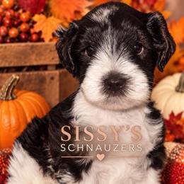 Anna - Parti female Miniature Schnauzer puppy in Fort Worth, Texas from Sissy’s Schnauzers