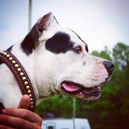 Yang - American Pit Bull Terrier