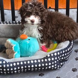 McLaren - Parti male Poodle puppy in Covington, Virginia from A  Gift from above kennel,  LLC