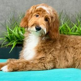 Clarice - Red  female Goldendoodle puppy in Norton, Ohio from Keepsake Doodles